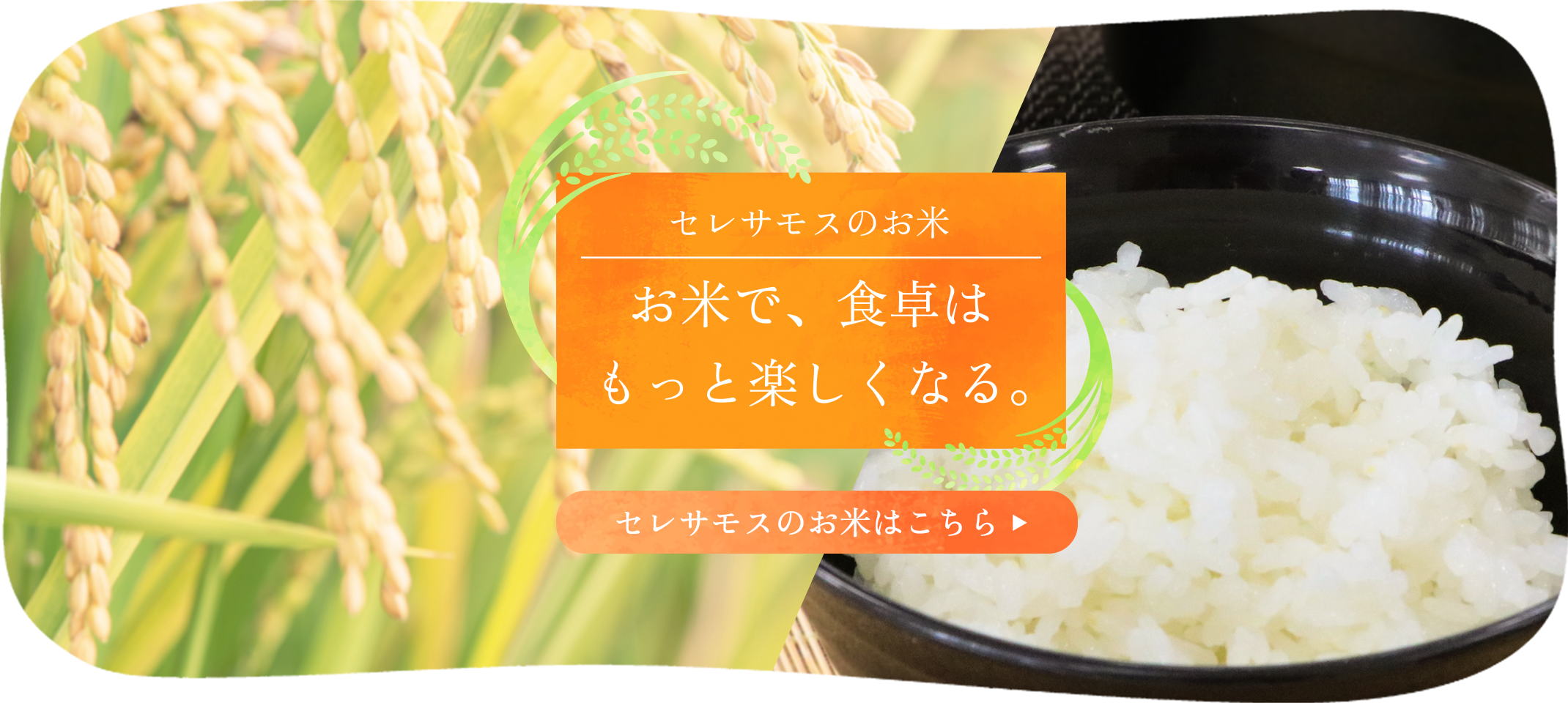 セレサのお米
